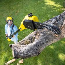 Best Lawn Disease Treatment  in Palm Desert, CA