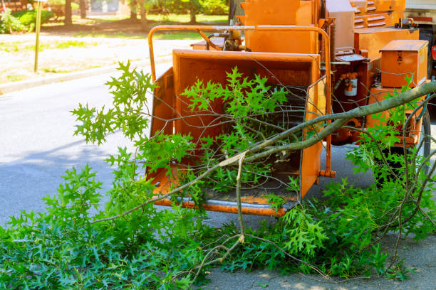 Reliable Palm Desert, CA Tree Care Services Solutions