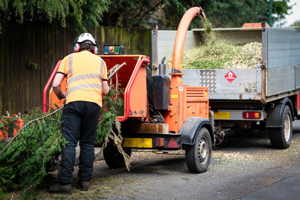 Best Hazardous Tree Removal  in Palm Desert, CA