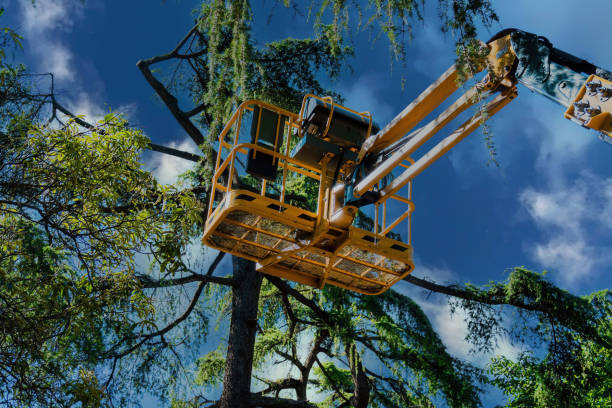 How Our Tree Care Process Works  in  Palm Desert, CA