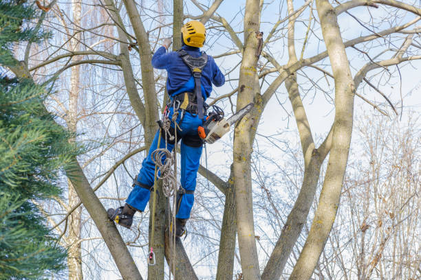 Best Arborist Consultation Services  in Palm Desert, CA