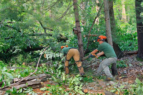 Best Firewood Processing and Delivery  in Palm Desert, CA